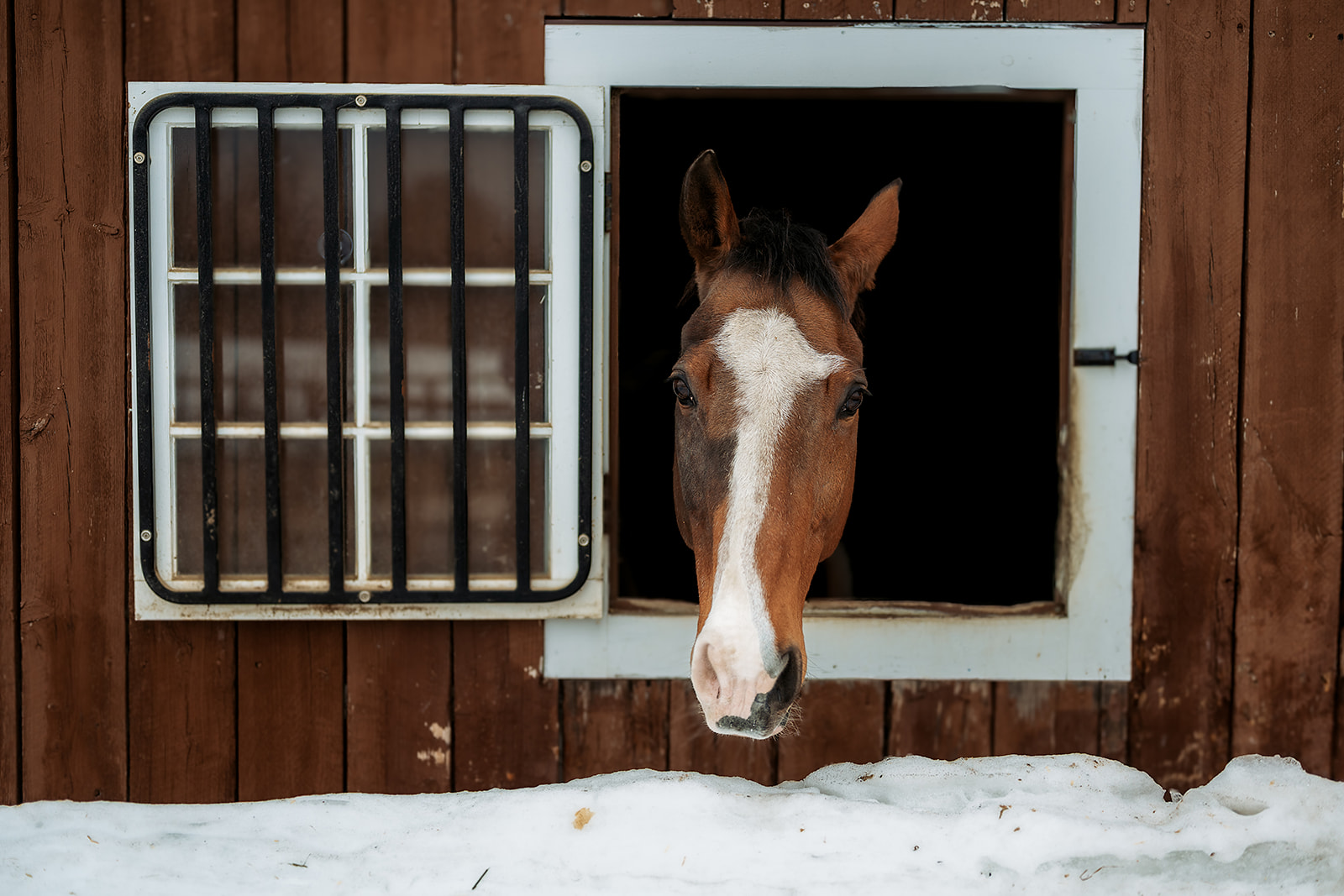A horse looking out from its stall window in the barn