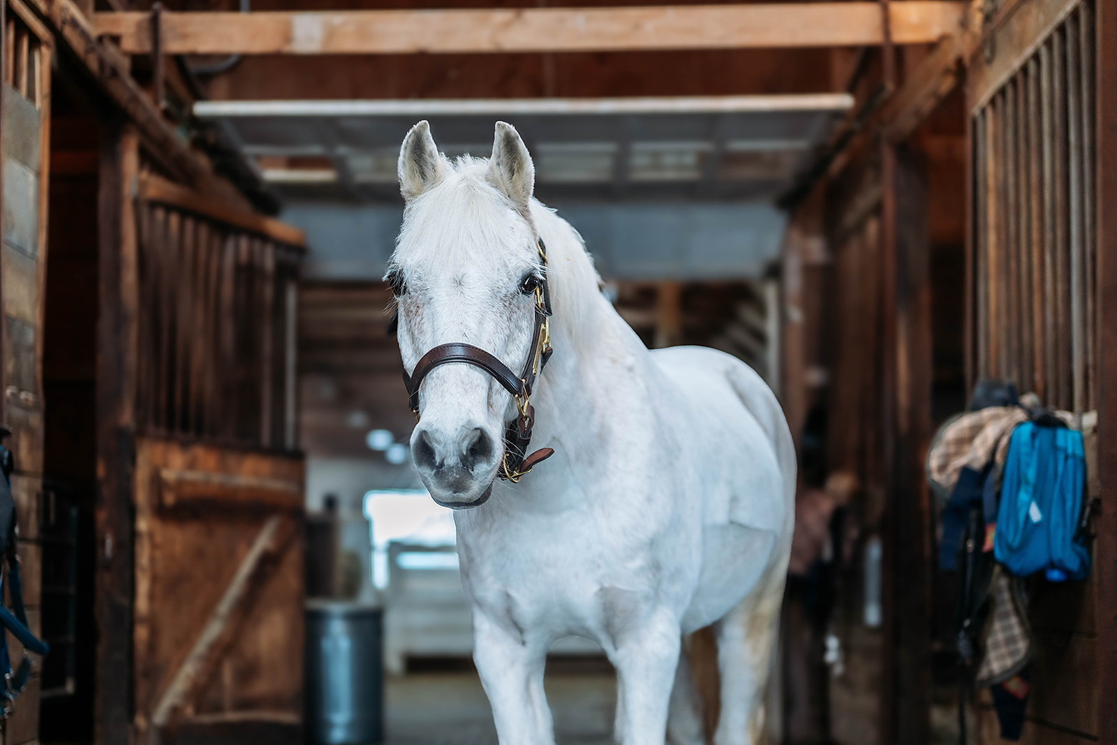 A grey horse standing in the barn aisle