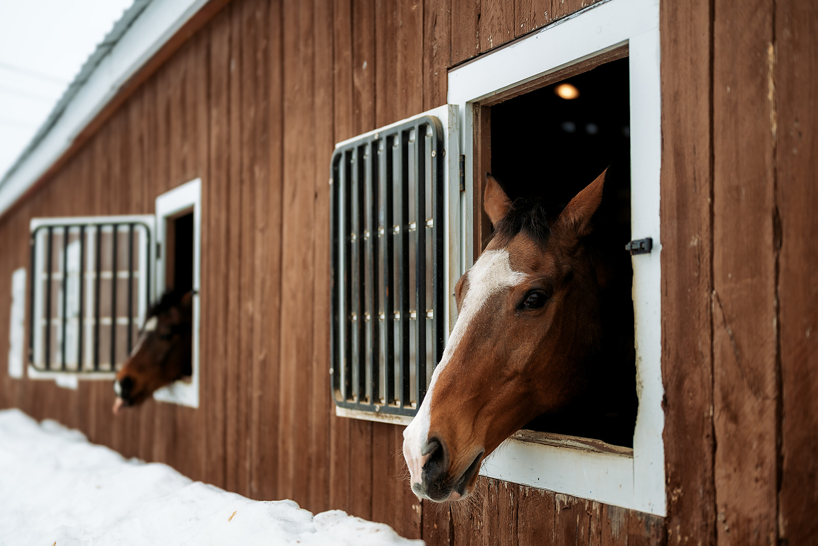 A horse at the stall door of the weathered barn